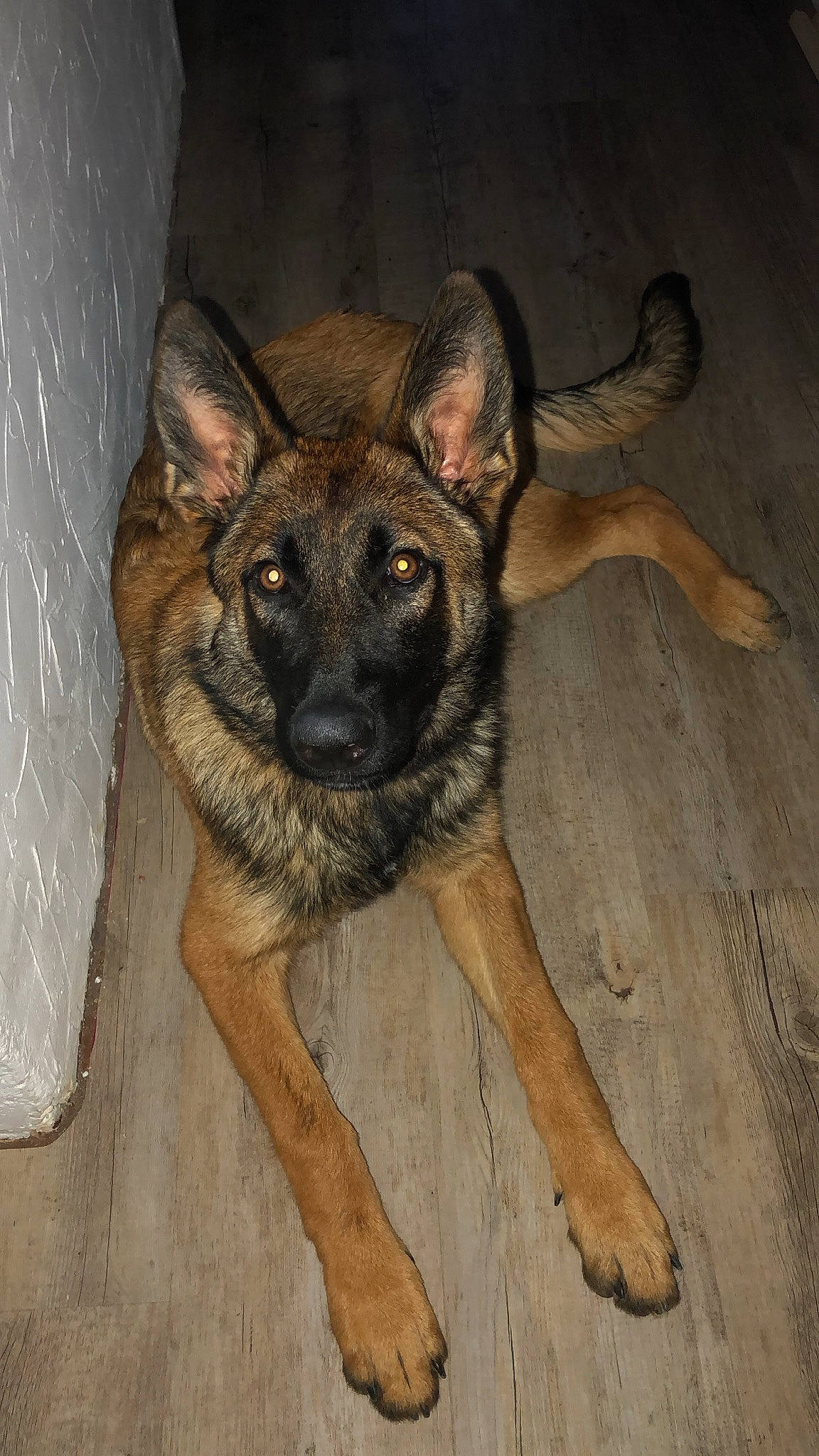 Maddy a rejoint le concours — aidez-le/la à gagner de superbes lots ! canidae, carnivore, dog, dog_breed, east_european_shepherd, fawn, fur, german_shepherd_dog, herding_dog, king_shepherd, old_german_shepherd_dog, snout, sporting_group, terrestrial_animal, wood, working_animal, working_dog