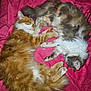 Siska Et Sully participe au concours pour gagner de l'argent avec cette photo : animal, blanket, calico_cat, cat, cozy, cute, domestic_cat, feline, fluffy, friendship, fur, indoor, nap, orange_cat, paw_touch, pet, relaxed, resting, sleeping, two_cats