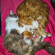 Siska Et Sully participe au concours pour gagner de l'argent avec cette photo : animal, blanket, cat, cats, cozy, cute, domestic, feline, fluffy, fur, indoors, pets, pink, relaxed, resting, sleeping, snuggling, soft, tail, whiskers