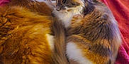 Siska Et Sully a rejoint le concours — aidez-le/la à gagner de superbes lots ! animal, bed, blanket, cat, cats, companion, cozy, cute, domestic, fluffy, fur, indoor, pair, pets, relaxing, resting, sleeping, snuggling, tail, whiskers