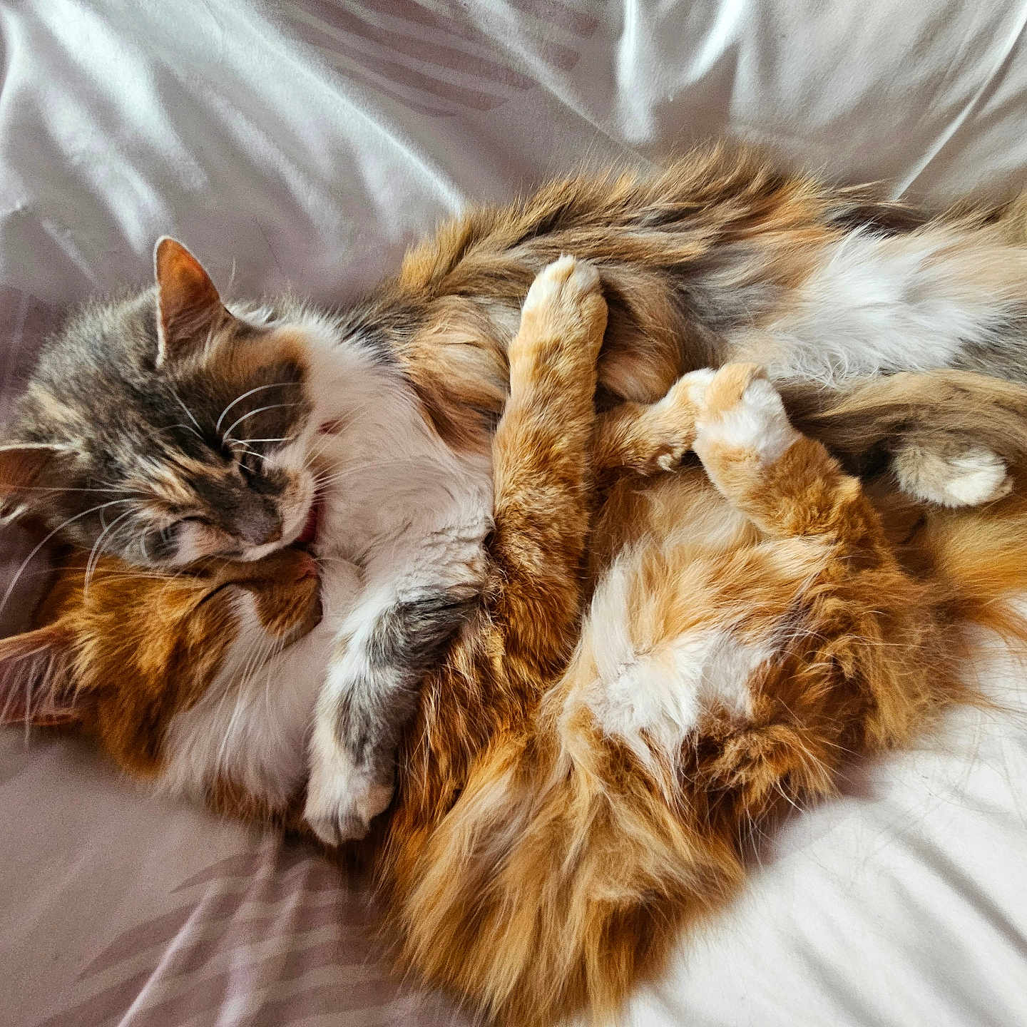 Siska Et Sully participe au concours pour gagner de l'argent avec cette photo : animal, bed, cat, cats, closeup, companions, cozy, cuddling, cute, domestic, ears, embrace, fluffy, fur, indoor, pet, relaxed, resting, sleeping, whiskers