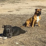 Spot is registered to the contest to win money with this photo: animal, black_dog, brown_dog, canine, companion, daylight, daytime, dog, fur, ground, lying_down, nature, outdoor, pets, playground_surface, relaxing, shadow, sitting, sunlight, two_animals