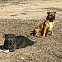 animal, black_dog, brown_dog, canine, companion, daylight, daytime, dog, fur, ground, lying_down, nature, outdoor, pets, playground_surface, relaxing, shadow, sitting, sunlight, two_animals