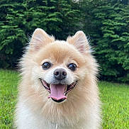 Shuga is registered to the contest to win money with this photo: dog, pomeranian, happy, tongue_out, fluffy, pet, grass, outdoor, greenery, smiling, animal, canine, fur, collar, tag, nature, small_dog, ears, eyes, background