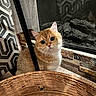Lemon is registered to the contest to win money with this photo: cat, orange_tabby, curious, indoor, fireplace, basket, woven, curtain, patterned, cozy, pet, furry, animal, domestic, sitting, looking, cute, whiskers, closeup, home