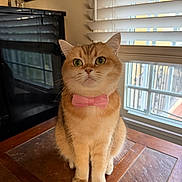 Lemon joined the competition — help win amazing prizes! cat, ginger_cat, bow_tie, pet, indoor, table, window, blinds, natural_light, curious, green_eyes, feline, cute, domestic_animal, wooden_surface, reflection, piano, decor, sitting, portrait
