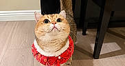 Lemon joined the competition — help win amazing prizes! cat, pet, indoor, floor, wooden_floor, red_collar, tassel, feline, curious, looking_up, whiskers, ears, tail, domestic_animal, cute, animal, mammal, home, furniture, shadow