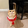 cat, pet, indoor, floor, wooden_floor, red_collar, tassel, feline, curious, looking_up, whiskers, ears, tail, domestic_animal, cute, animal, mammal, home, furniture, shadow