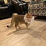 Lemon joined the competition — help win amazing prizes! cat, lace_collar, pink_bow, wooden_floor, armchair, patterned_furniture, leather_recliner, indoor, pet, domestic_animal, shadow, cozy, living_room, plant, cushion, window_blinds, flooring, furniture, cute, animal
