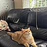 cat, ginger_cat, leather_couch, window_blinds, string, pillow, indoor, living_room, furniture, pet, animal, relaxed, curious, cozy, home_decor, black_couch, whiskers, ears, face, playful