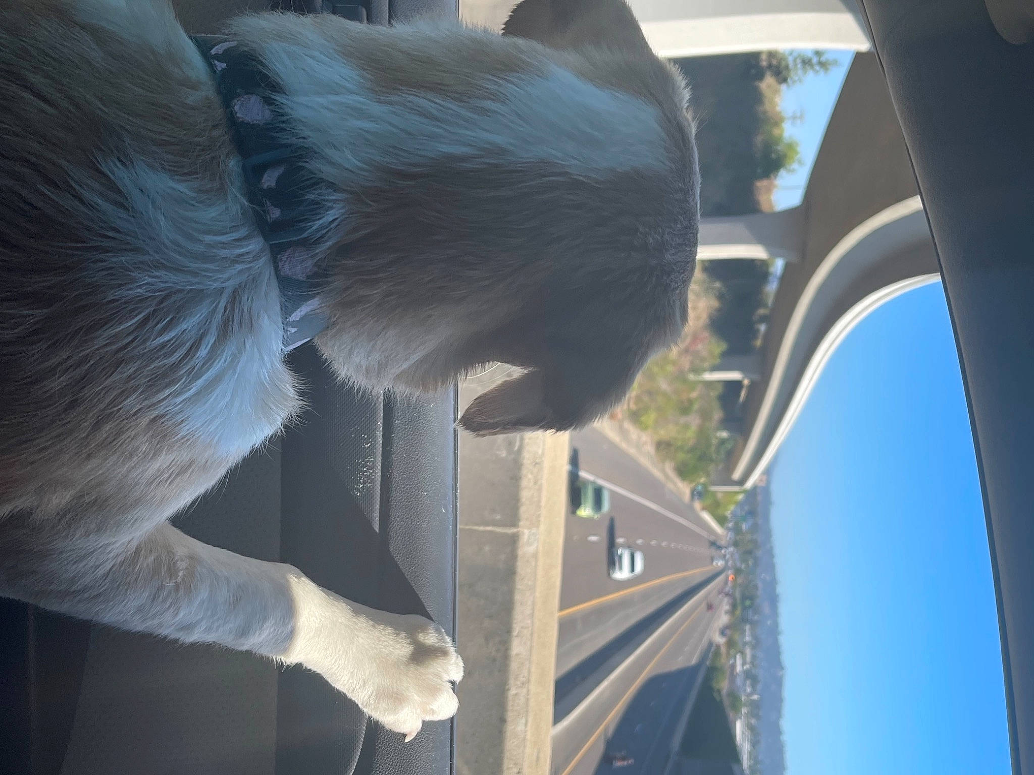 Kairo is registered to the contest to win money with this photo: automotive_exterior, automotive_window_part, carnivore, dog_breed, family_car, felidae, fur, gesture, glass, head, plant, sky, small_to_medium_sized_cats, tail, tints_and_shades, tree, vehicle_door, water, window, windshield
