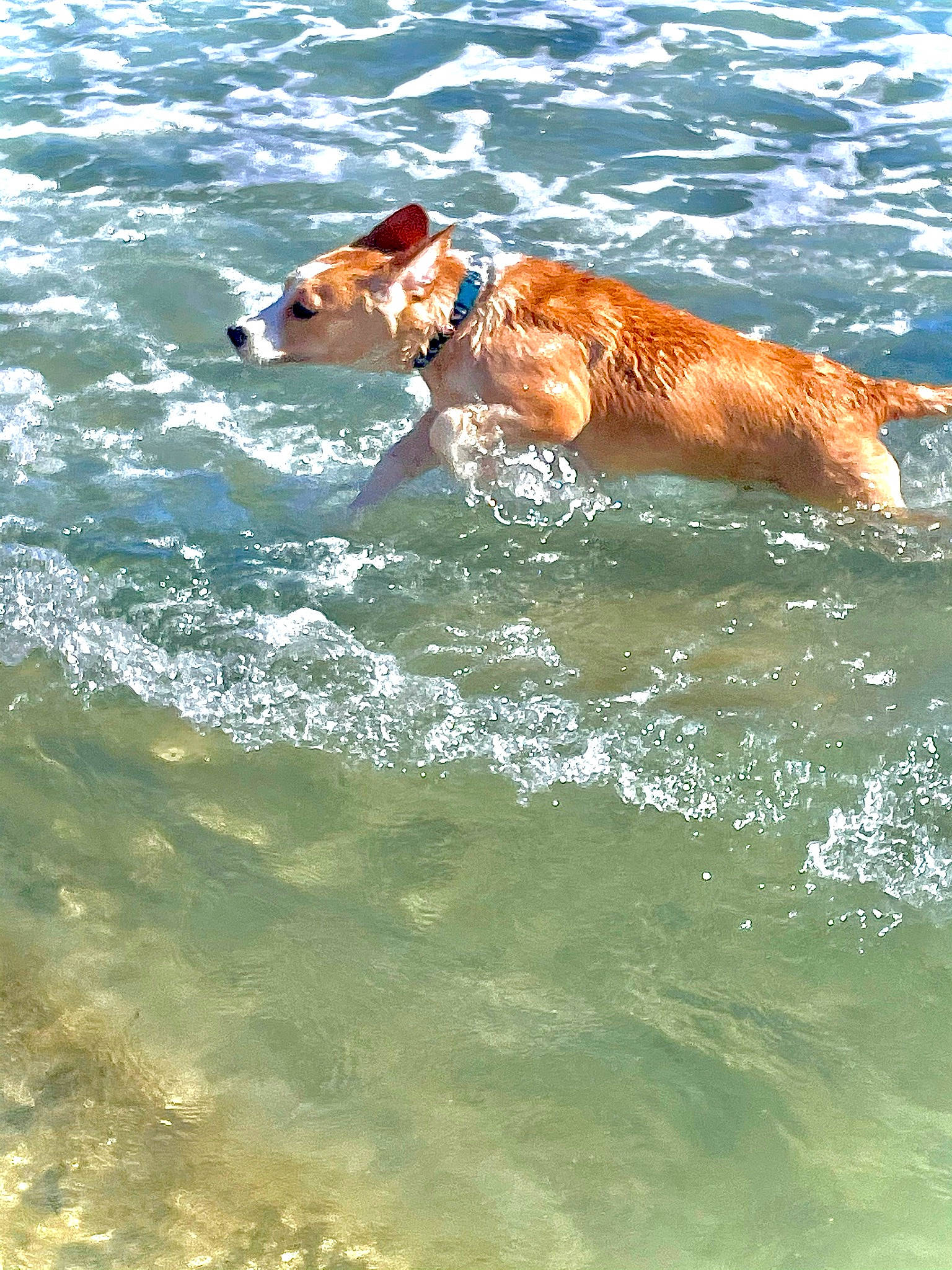 Kairo joined the competition — help win amazing prizes! canidae, carnivore, companion_dog, dog, dog_breed, dog_supply, fawn, gun_dog, lake, liquid, ocean, pointing_breed, recreation, sporting_group, sports, tail, water, wave, wind_wave, working_dog
