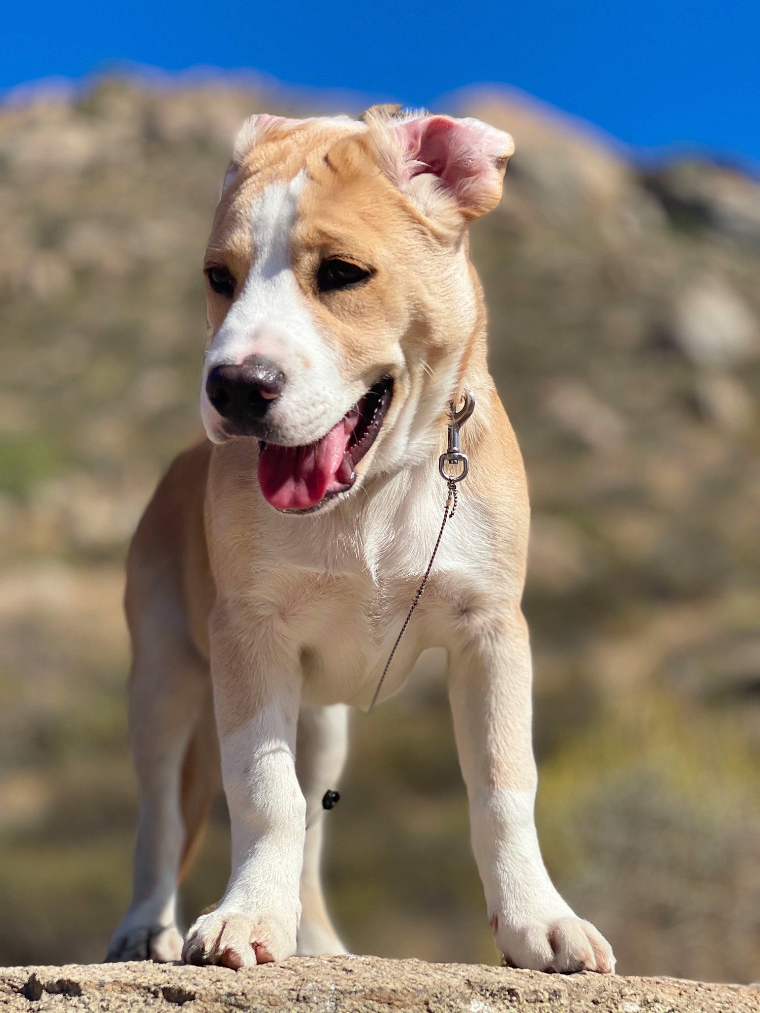 Kairo joined the competition — help win amazing prizes! adventure, canidae, carnivore, collar, companion_dog, dog, dog_breed, dog_collar, fawn, landscape, leash, sky, snout, soil, sporting_group, street_dog, tail, whiskers, working_animal, working_dog