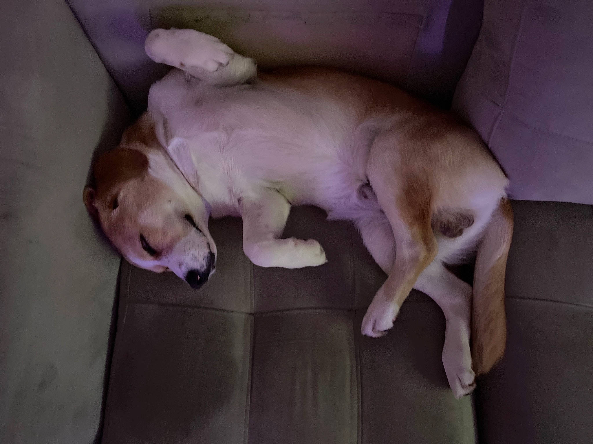 Kairo joined the competition — help win amazing prizes! canidae, carnivore, comfort, companion_dog, dog, dog_breed, dog_supply, fawn, hardwood, jaw, non_sporting_group, paw, puppy, snout, sporting_group, tail, terrestrial_animal, vertebrate, working_animal