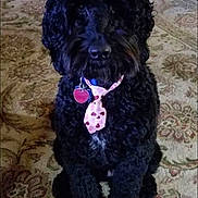 Tucker is registered to the contest to win money with this photo: dog, black_dog, curly_fur, pet, sitting, collar, tie, heart_pattern, indoor, rug, carpet, floor, portrait, front_view, fluffy, long_ears, dark_fur, home, furniture, photography