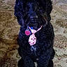 dog, black_dog, curly_fur, pet, sitting, collar, tie, heart_pattern, indoor, rug, carpet, floor, portrait, front_view, fluffy, long_ears, dark_fur, home, furniture, photography