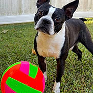 Maximus joined the competition — help win amazing prizes! dog, boston_terrier, pet, animal, black_and_white, standing, outdoors, grass, lawn, backyard, fence, ball, toy, colorful, neon, portrait, closeup, ears, brown_eyes, playful