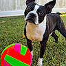 dog, boston_terrier, pet, animal, black_and_white, standing, outdoors, grass, lawn, backyard, fence, ball, toy, colorful, neon, portrait, closeup, ears, brown_eyes, playful