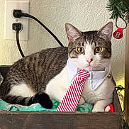 Butter joined the competition — help win amazing prizes! blanket, cat, christmas_decor, closeup, collar, cute, domestic_animal, feline, greenery, holiday, indoor, pet, power_cords, red_tag, resting, striped_tie, tabby, wall_outlet, white_fur, wooden_box