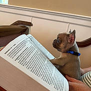 Squirt joined the competition — help win amazing prizes! blue_collar, book, brown_dog, closeup, cute, dog, focus, hand, indoor, page, person, pet, puppy, reading, small_dog, striped_clothing, text, wall, wooden_furniture, young_dog