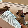 blue_collar, book, brown_dog, closeup, cute, dog, focus, hand, indoor, page, person, pet, puppy, reading, small_dog, striped_clothing, text, wall, wooden_furniture, young_dog
