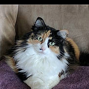 Frankie joined the competition — help win amazing prizes! animal_portrait, calico, cat, couch, cozy, crossed_paws, cute, domestic_animal, ears, feline, fluffy, green_eyes, indoor, lounging, pet, purple_blanket, relaxed, soft_fur, tail, whiskers