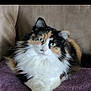 animal_portrait, calico, cat, couch, cozy, crossed_paws, cute, domestic_animal, ears, feline, fluffy, green_eyes, indoor, lounging, pet, purple_blanket, relaxed, soft_fur, tail, whiskers