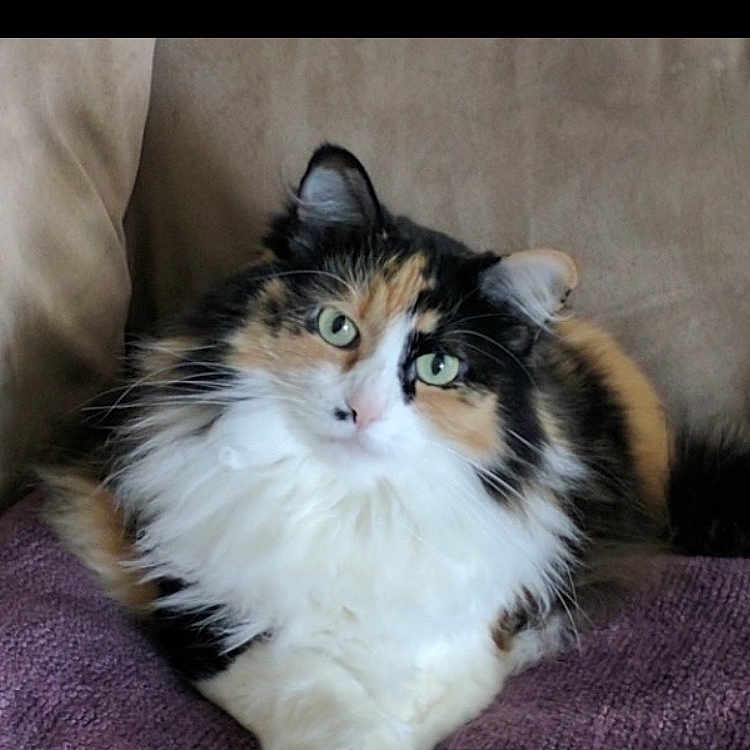 Frankie joined the competition — help win amazing prizes! animal_portrait, calico, cat, couch, cozy, crossed_paws, cute, domestic_animal, ears, feline, fluffy, green_eyes, indoor, lounging, pet, purple_blanket, relaxed, soft_fur, tail, whiskers