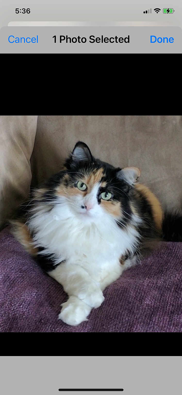 Frankie joined the competition — help win amazing prizes! animal_portrait, calico, cat, couch, cozy, crossed_paws, cute, domestic_animal, ears, feline, fluffy, green_eyes, indoor, lounging, pet, purple_blanket, relaxed, soft_fur, tail, whiskers