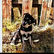 Amora joined the competition — help win amazing prizes! puppy, dog, grass, wooden_fence, sunlight, outdoor, pet, animal, curious, young_dog, nature, daylight, brown, black, sitting, head_tilt, fur, canine, backyard, summer