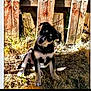 puppy, dog, grass, wooden_fence, sunlight, outdoor, pet, animal, curious, young_dog, nature, daylight, brown, black, sitting, head_tilt, fur, canine, backyard, summer