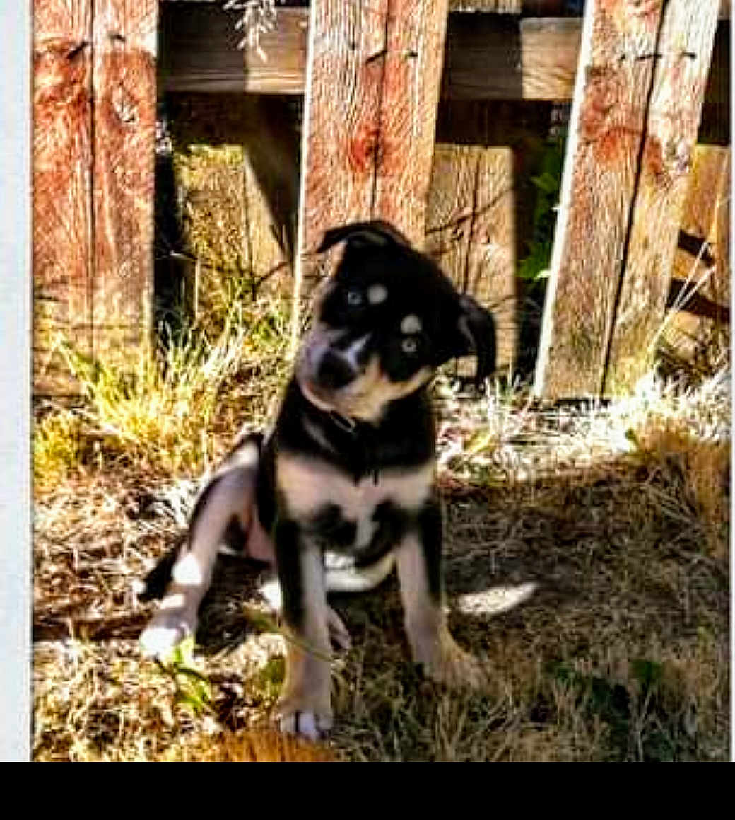 Amora joined the competition — help win amazing prizes! puppy, dog, grass, wooden_fence, sunlight, outdoor, pet, animal, curious, young_dog, nature, daylight, brown, black, sitting, head_tilt, fur, canine, backyard, summer