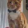 animal, bow_tie, cat, close_up, cute, domestic_animal, ears, fancy, feline, fur, household, indoor, orange_tabby, pet, pet_accessory, portrait, red_blanket, sitting, whiskers, window_blinds