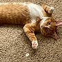 animal, carpet, cat, coin, cute, domestic_cat, ears, feline, fur, ginger_cat, indoor, lying_down, mammal, paw, pet, pink_paw_pads, relaxed, resting, whiskers, white_fur