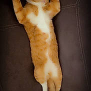 Ziggy is registered to the contest to win money with this photo: animal, cat, couch, cozy, cute, domestic_cat, fur, furniture, indoor, mammal, orange_cat, paws_up, pet, relaxed, resting, sleeping, stretching, tabby, whiskers, white_cat