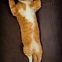 animal, cat, couch, cozy, cute, domestic_cat, fur, furniture, indoor, mammal, orange_cat, paws_up, pet, relaxed, resting, sleeping, stretching, tabby, whiskers, white_cat