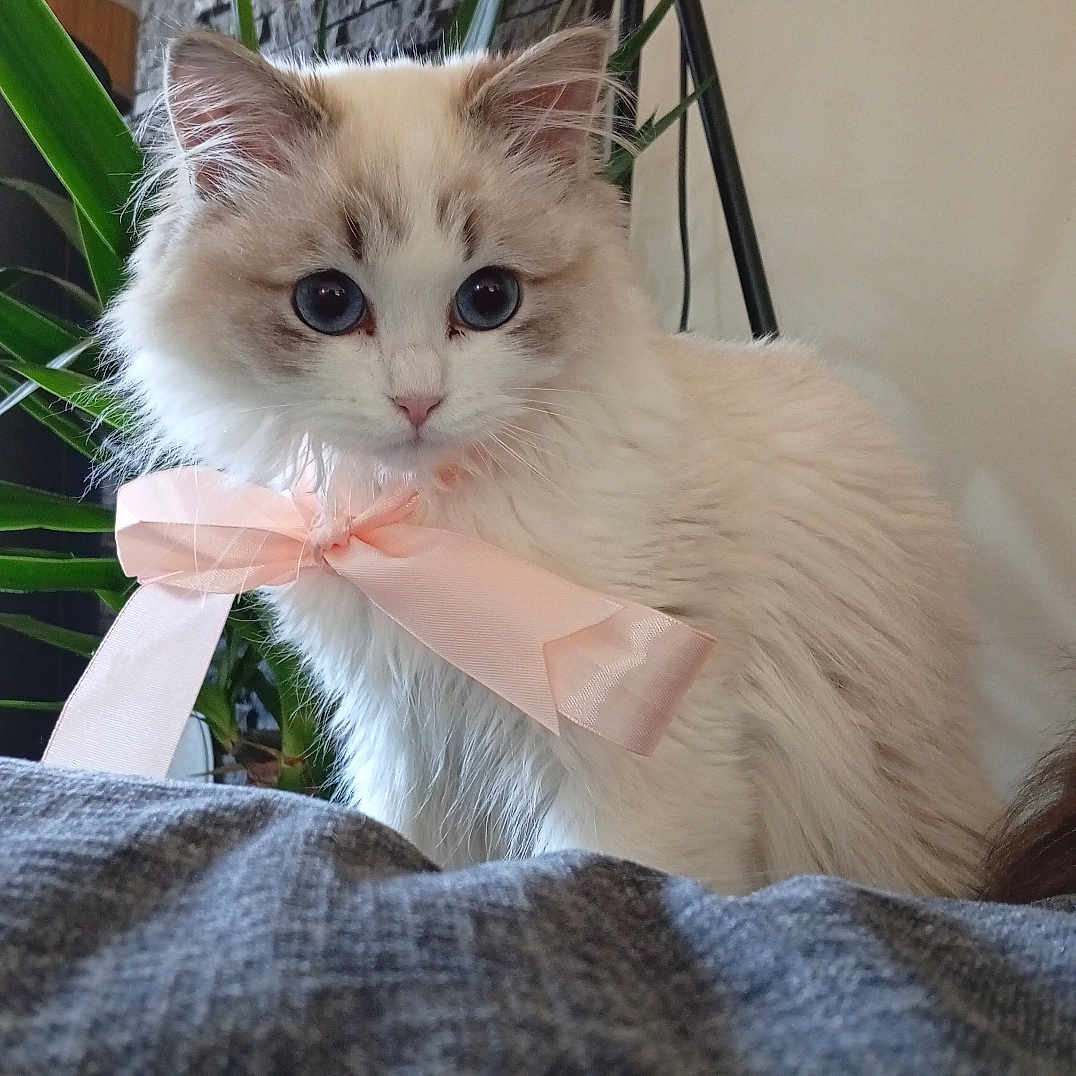 Vani participe au concours pour gagner de l'argent avec cette photo : animal, blue_eyes, bow, cat, cozy, curious, cute, decor, domestic_animal, ears, feline, fluffy, indoor, lamp, pet, plant, portrait, soft_fur, stone_wall, whiskers