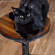 Pantero is registered to the contest to win money with this photo: animal, black_cat, cat, domestic_cat, ears, eyes, feline, floor, fur, indoor, looking, metal_base, pet, quiet, resting, sitting, stool, whiskers, wood_floor, wooden_stool