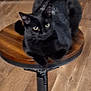 animal, black_cat, cat, domestic_cat, ears, eyes, feline, floor, fur, indoor, looking, metal_base, pet, quiet, resting, sitting, stool, whiskers, wood_floor, wooden_stool