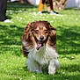 animal, blurred_background, brown, canine, daylight, dog, ears, field, fluffy, grass, happy, nature, outdoor, pet, playful, running, sunny, tongue_out, walking, white