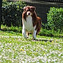 active, animal, bushes, canine, daylight, dog, energetic, fence, field, flowers, fur, grass, greenery, mammal, nature, outdoor, pet, playful, running, spring