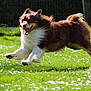 active, animal, canine, daylight, dog, energetic, field, flowers, fur, grass, happy, jumping, motion, nature, outdoor, pet, playful, running, summer, sunlight