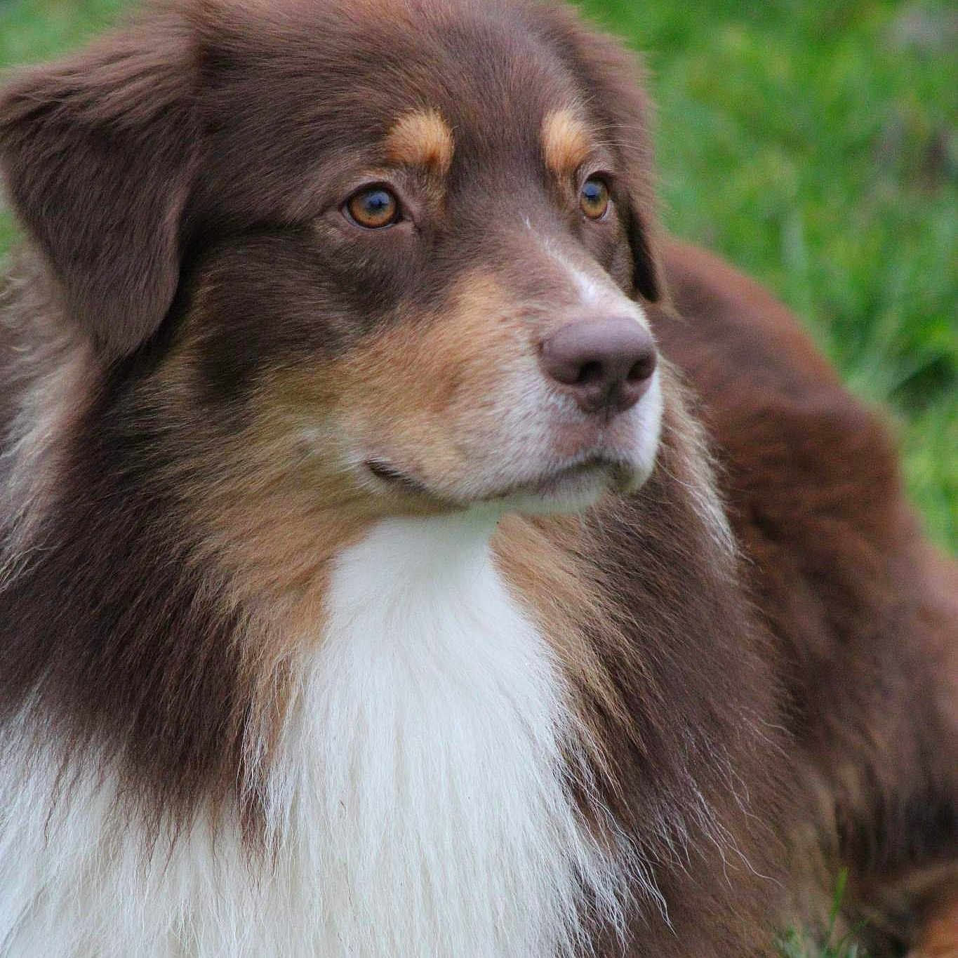 Soni