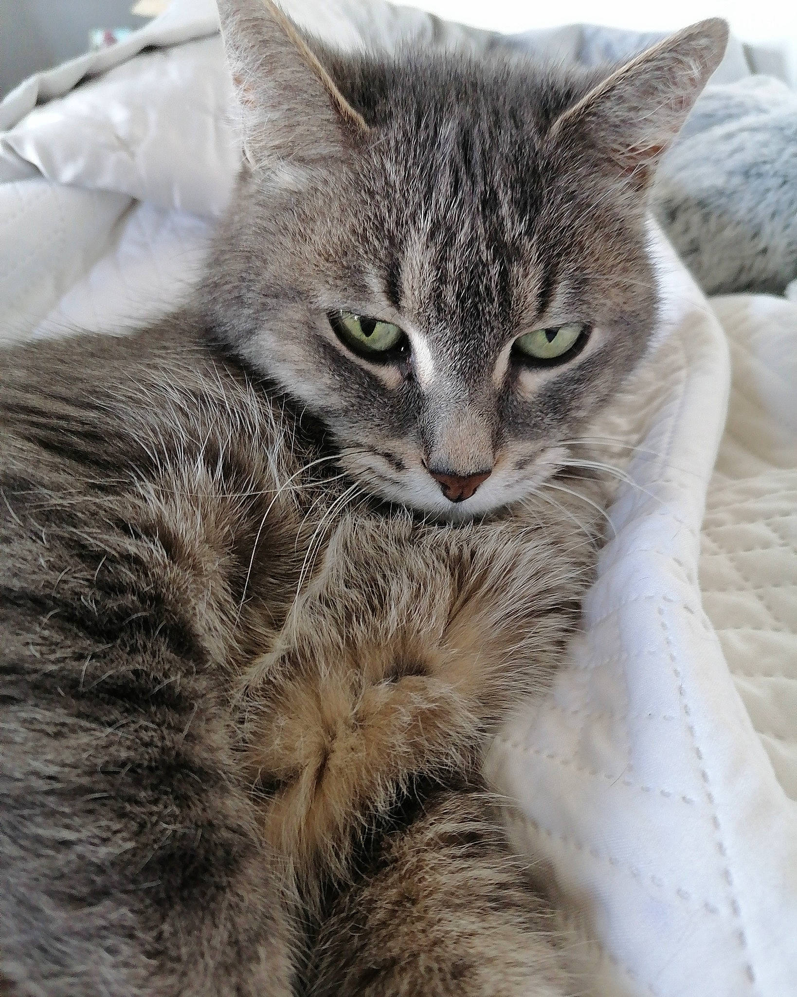 Gribouille participe au concours pour gagner de l'argent avec cette photo : carnivore, cat, claw, close_up, comfort, domestic_short_haired_cat, eye, felidae, fur, grey, iris, nap, paw, small_to_medium_sized_cats, snout, tail, terrestrial_animal, whiskers, wildlife