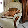 Tex participe au concours pour gagner de l'argent avec cette photo : dog, armchair, cushion, leather, resting, indoor, furniture, wood, floor_tile, relaxed, pet, cozy, living_room, brown_dog, home_interior, sunlight, quiet, comfort, domestic_animal, calm