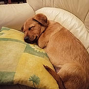 Tex a rejoint le concours — aidez-le/la à gagner de superbes lots ! puppy, dog, sleeping, couch, pillow, indoor, cozy, cute, resting, fur, pet, leather, home, relaxation, animal, tan, young, companion, domestic, peaceful