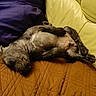 dog, sleeping, couch, purple_pillow, yellow_cushion, brown_blanket, indoor, pet, resting, cozy, fur, paw, relaxed, canine, comfort, animal, home, quiet, snout, napping