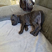 Buzz participe au concours pour gagner de l'argent avec cette photo : bag, blank_wall, blanket, canine, couch, cozy, dog, domestic, fur, furniture, home, indoor, leather_bag, modern_interior, paw, pet, puppy, relaxation, resting, sleeping