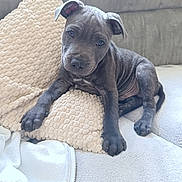 Buzz a rejoint le concours — aidez-le/la à gagner de superbes lots ! puppy, dog, pet, gray, couch, pillow, blanket, indoor, cute, young, fur, animal, resting, cozy, texture, snout, ears, paw, looking, home