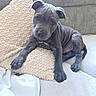animal, blanket, couch, cozy, cute, dog, ears, fur, gray, home, indoor, looking, paw, pet, pillow, puppy, resting, snout, texture, young